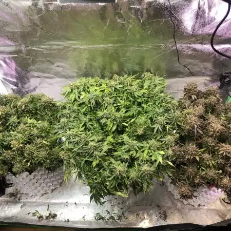 Hoher CBD-Gehalt: High CBD Treasures for Therapeutic Bliss