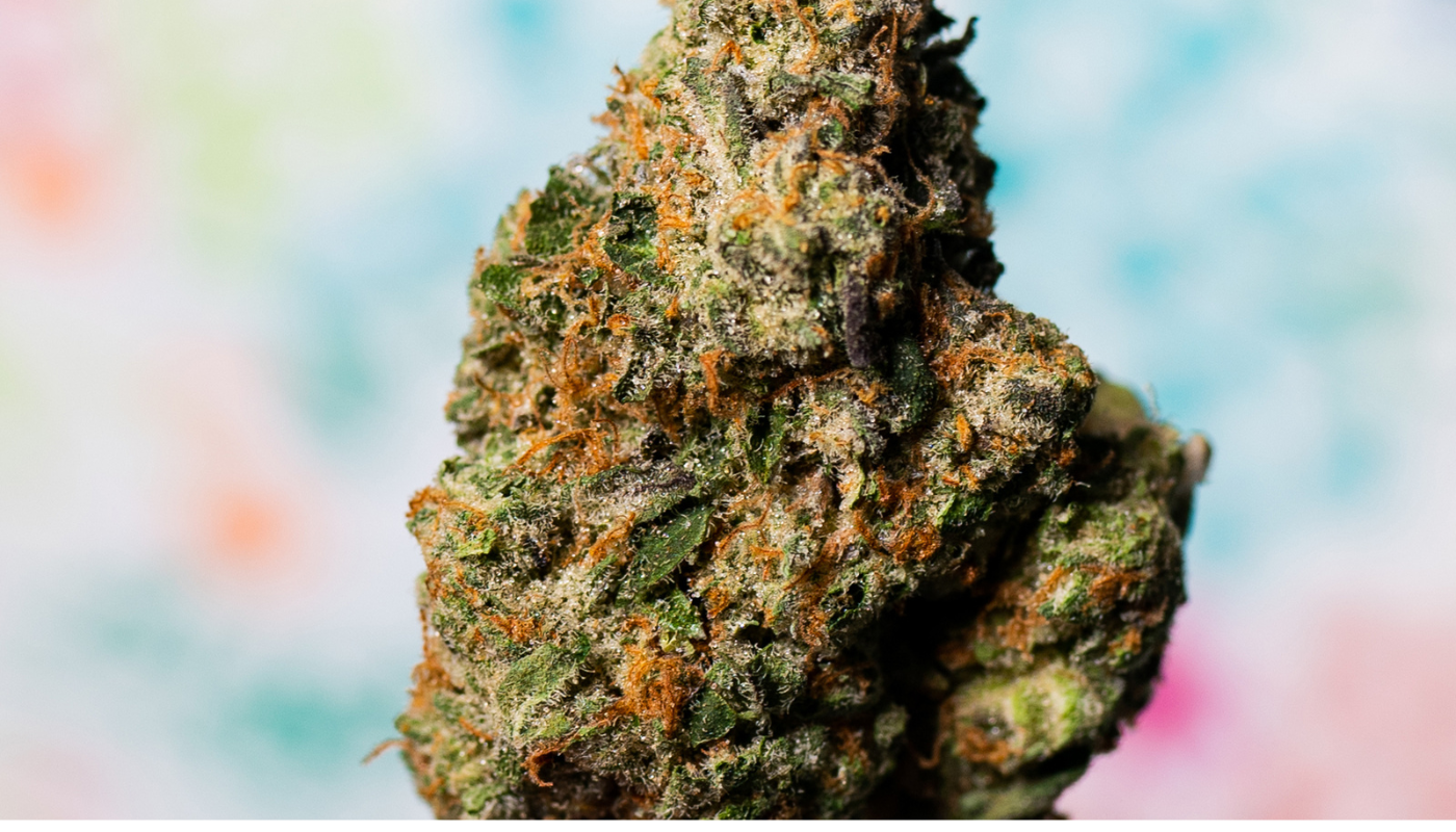 Tropicana Cherry Strain: Pure Leidenschaft aus Kalifornien