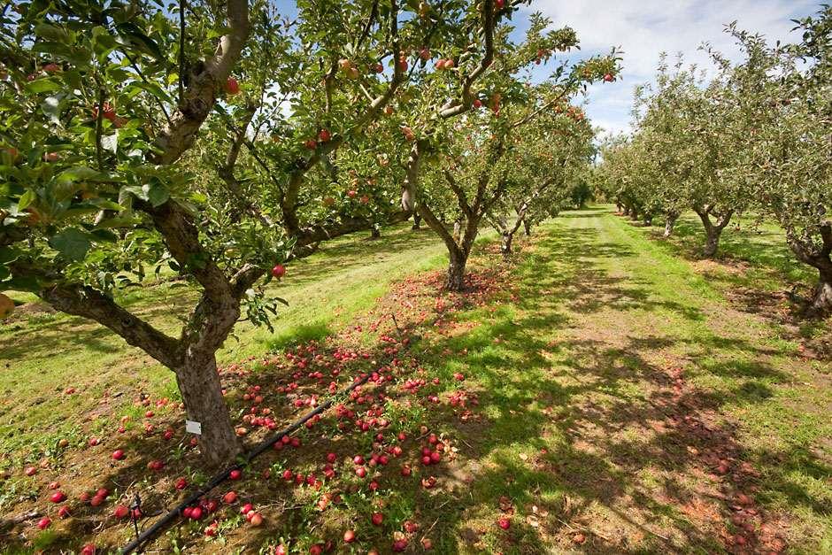 Mehrstämmige Bäume: Einzigartige Gestaltungselemente für den modernen Garten