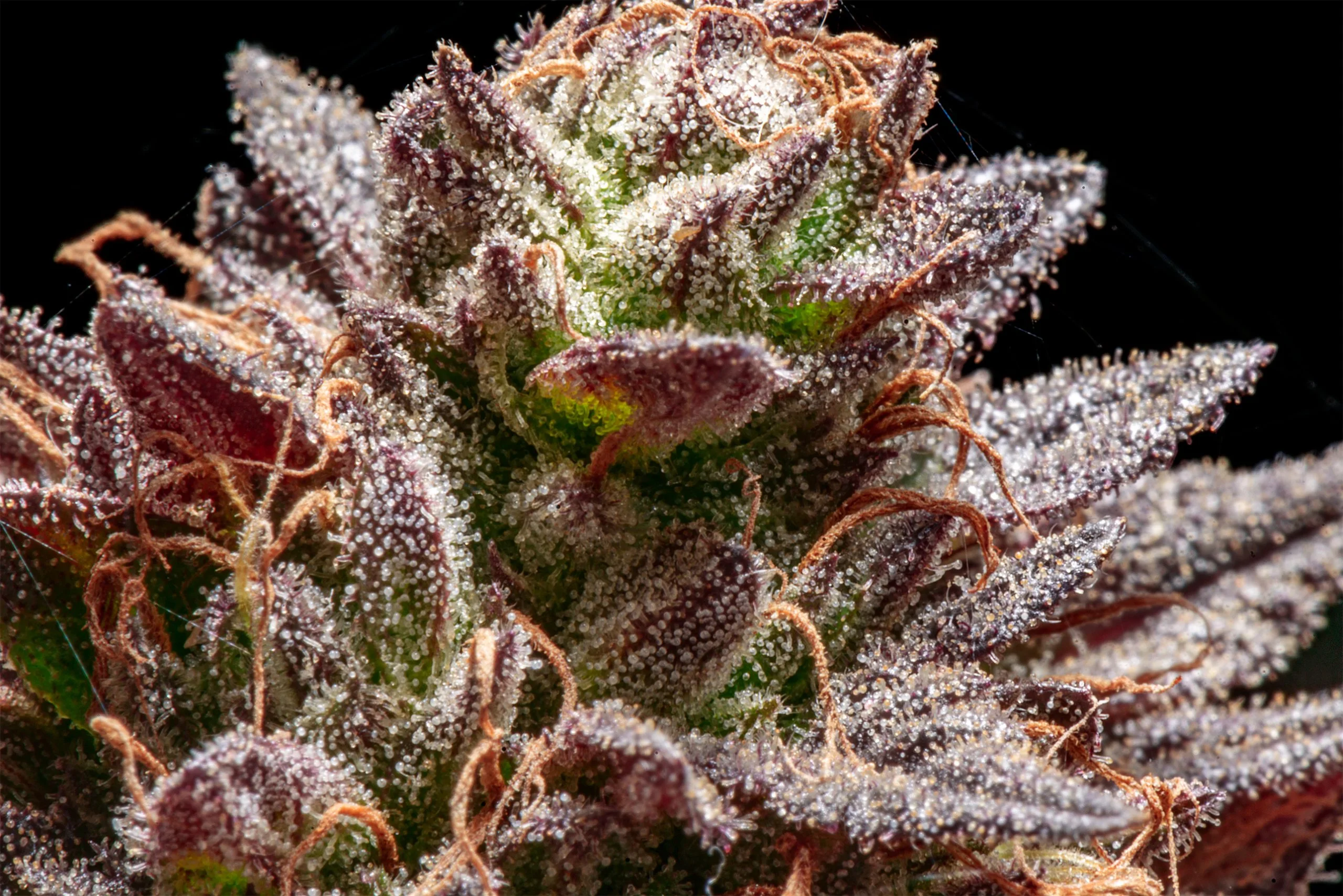 Tropicana Cherry Strain: Pure Leidenschaft aus Kalifornien